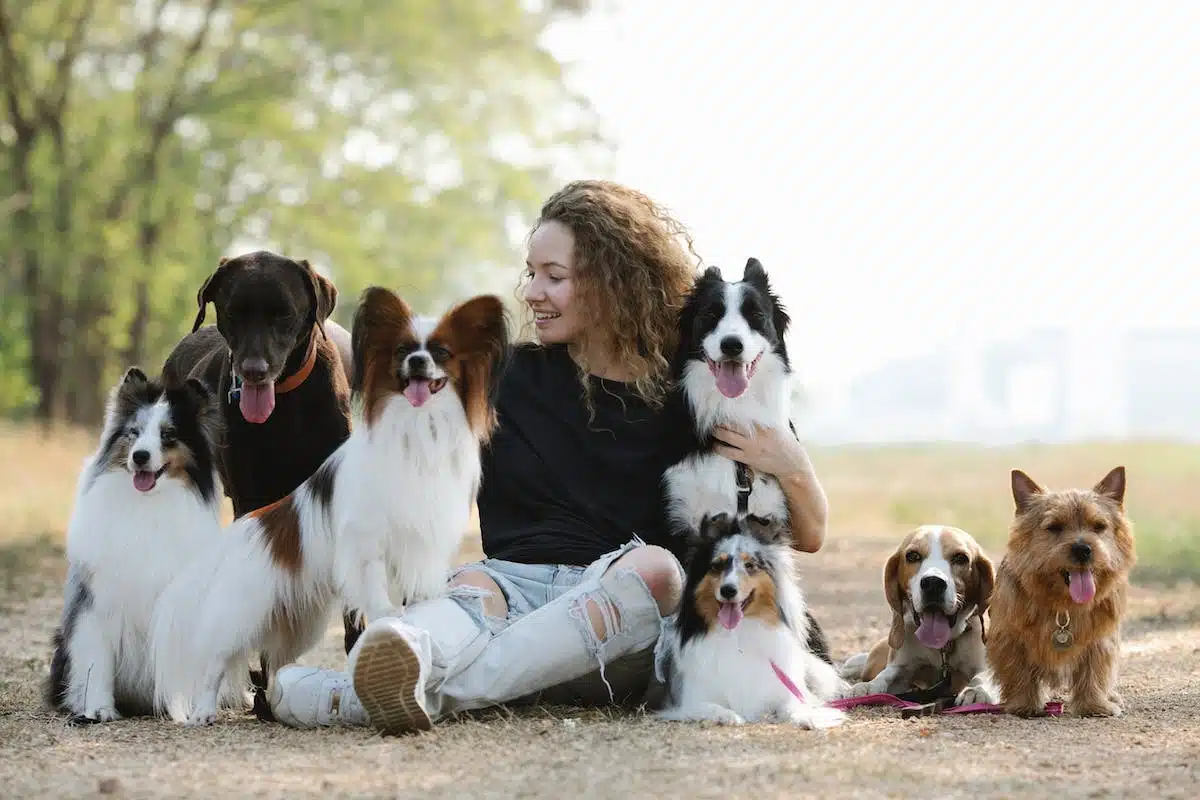 races canines