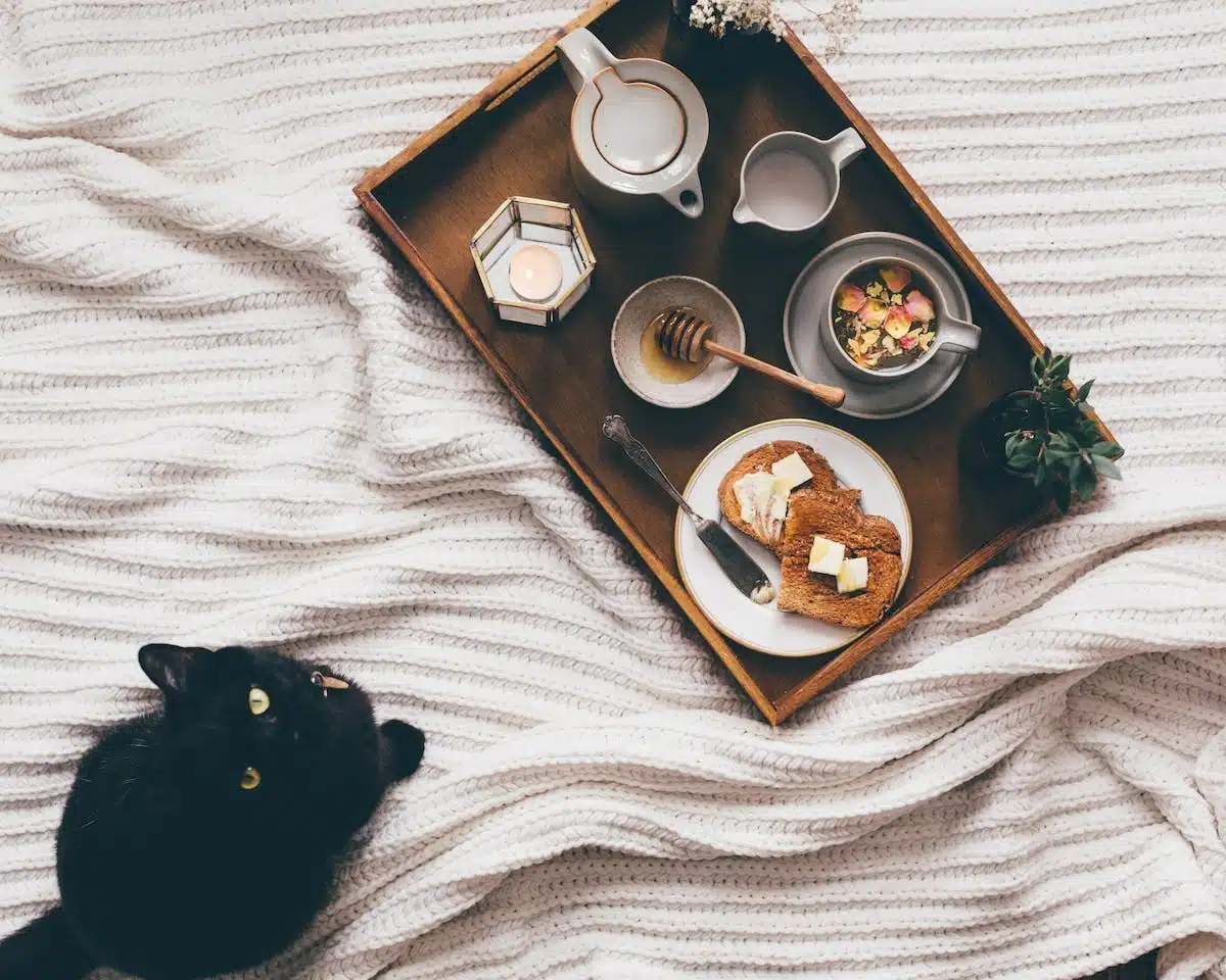 chat nourriture