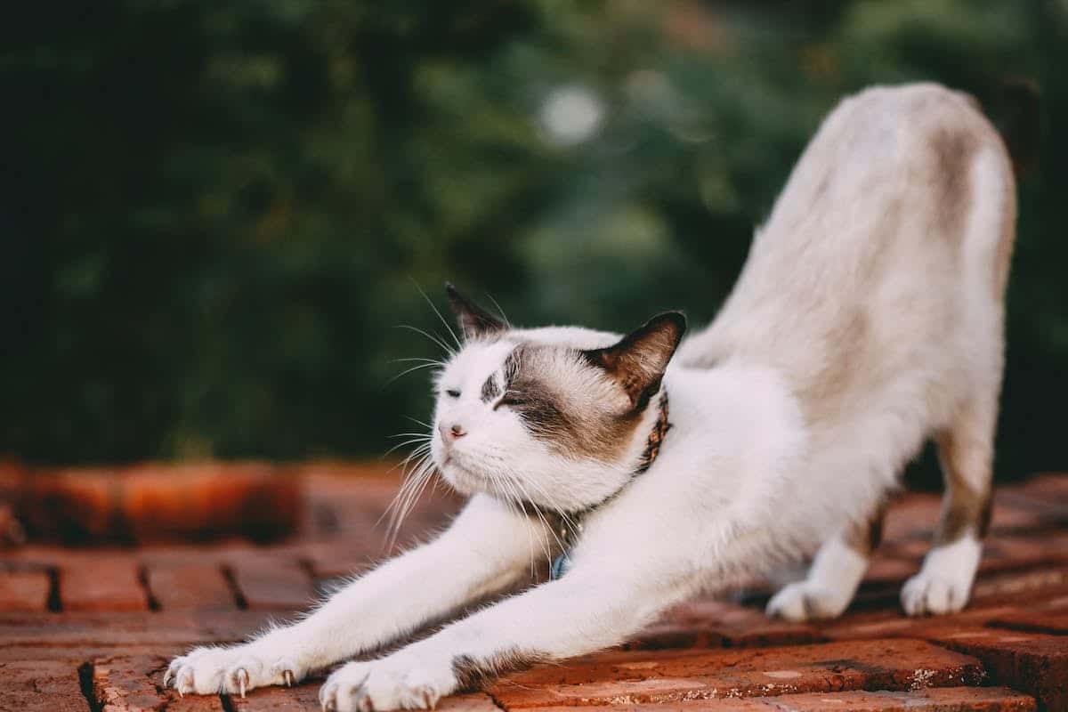 chat actif