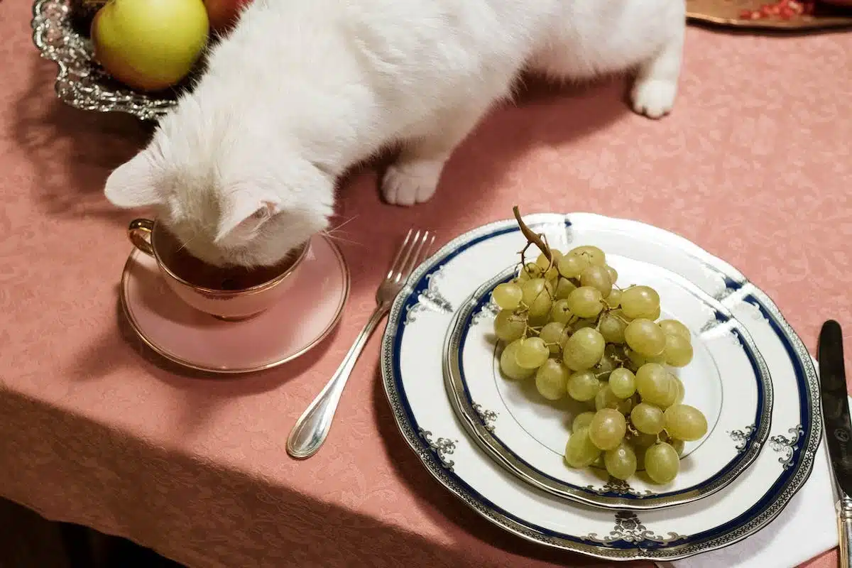 chat  nourriture