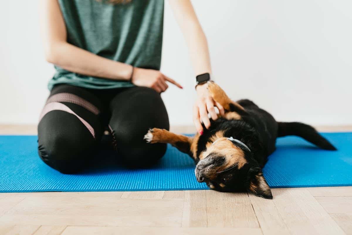 animaux exercice