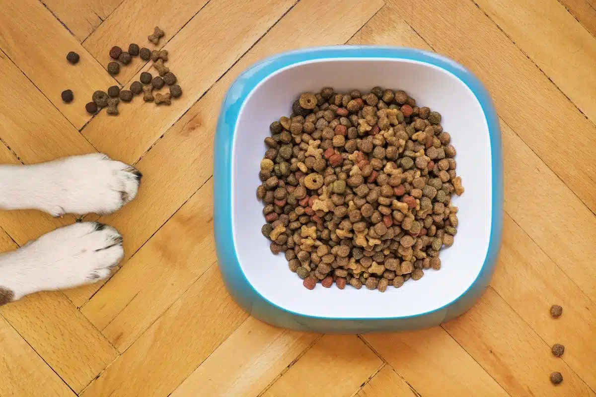 croquettes animaux