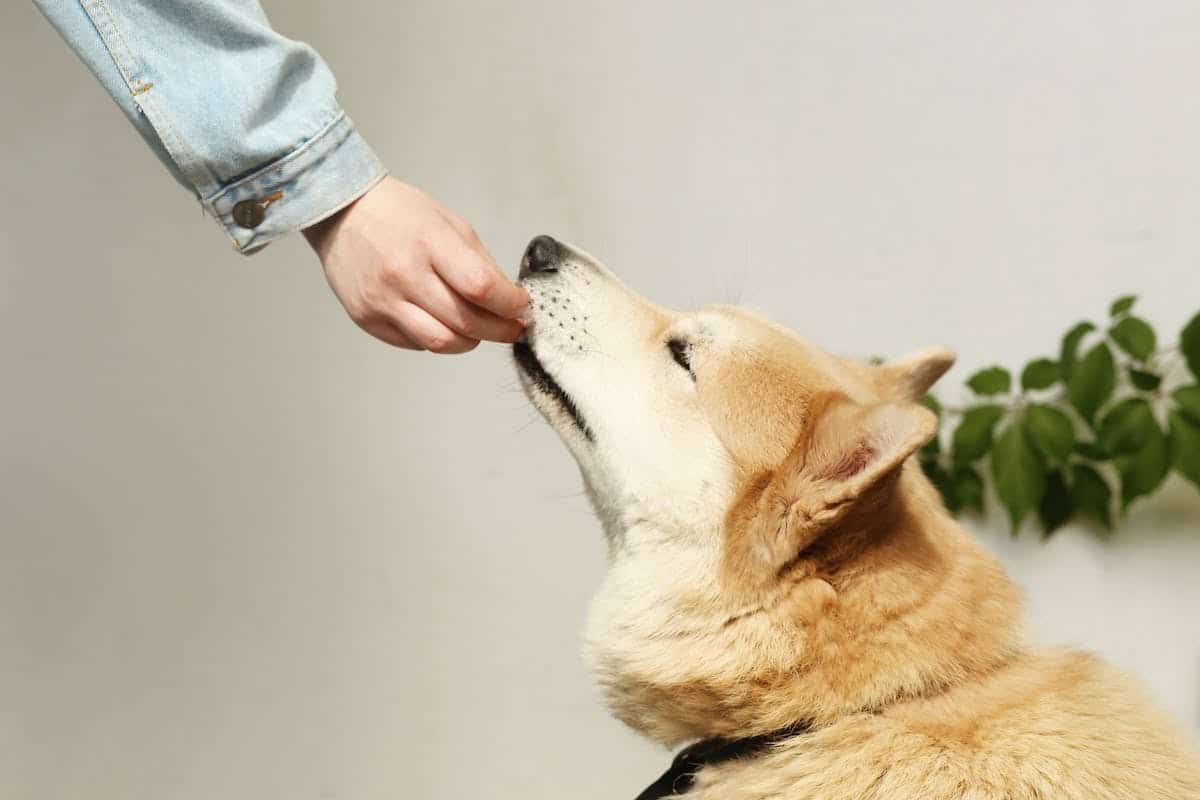 chien compléments