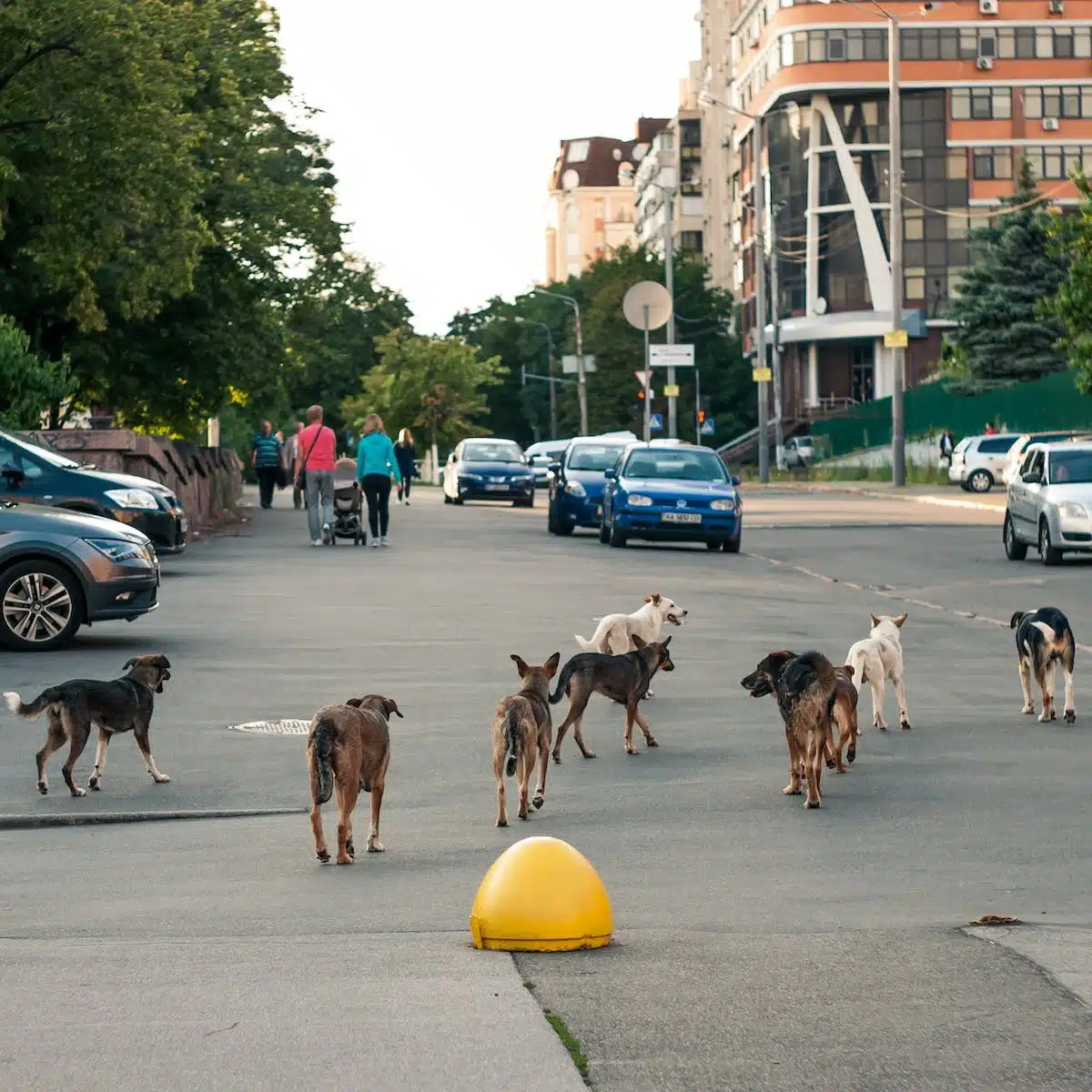 animal urbain