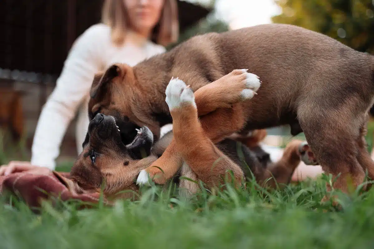 animaux socialisation