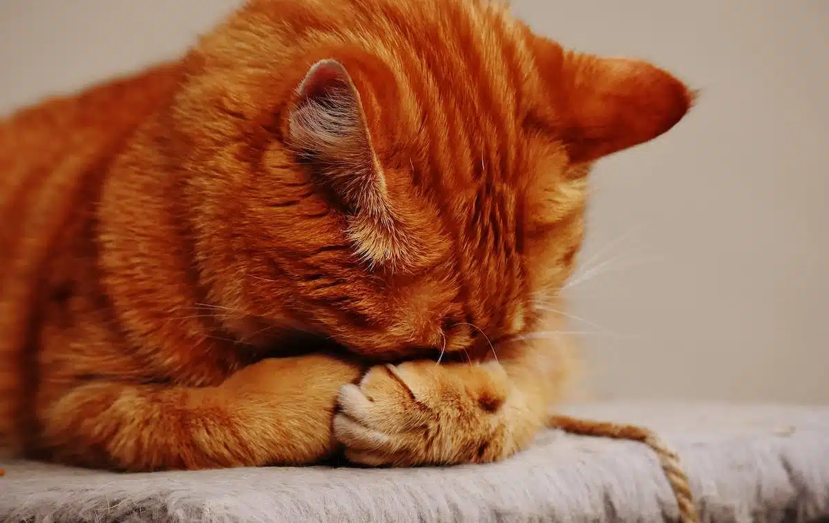 chat  allergie