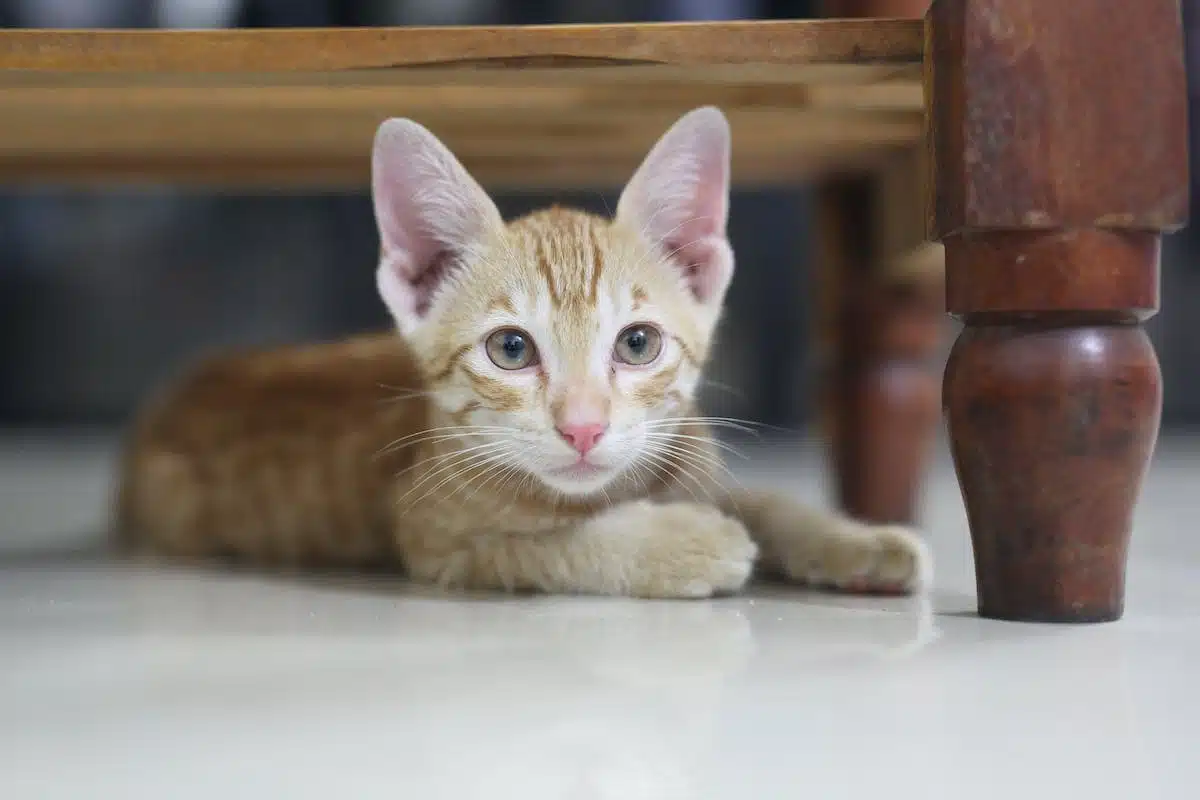 adoption  chat