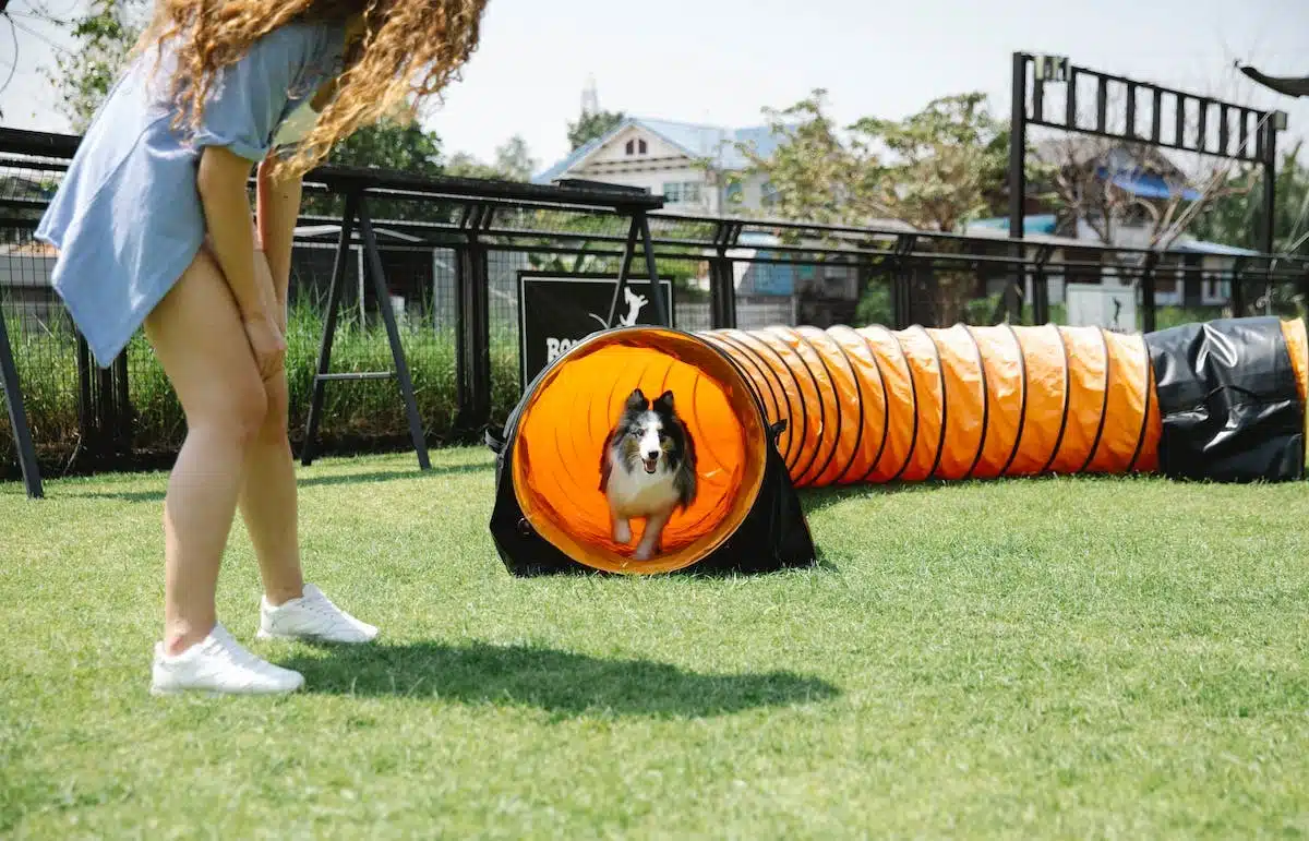 chien  activité