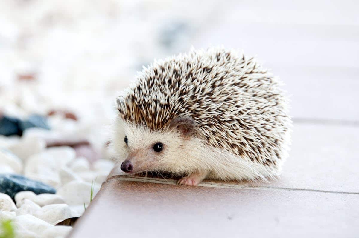 animaux mignons
