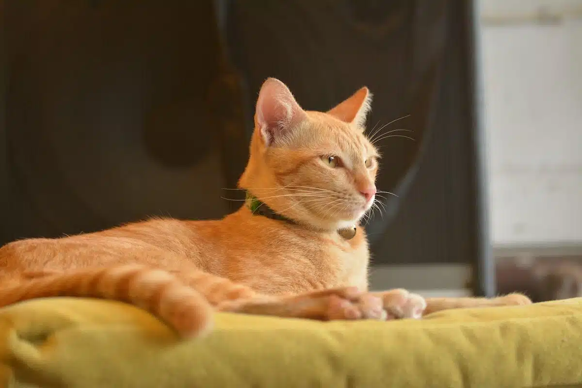 chat  intérieur
