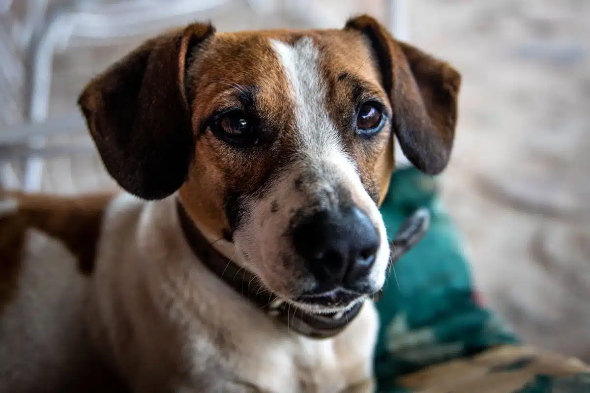 chien effrayé