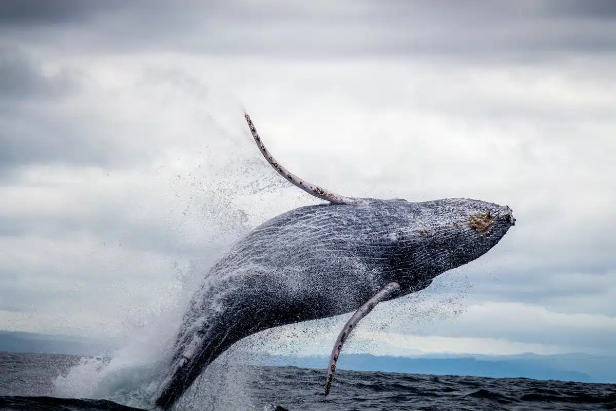 animaux marins