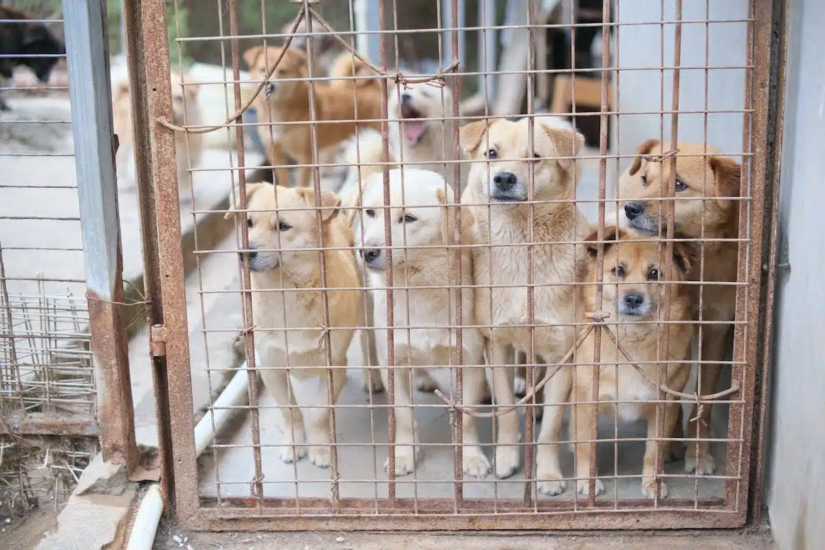 chien refuge