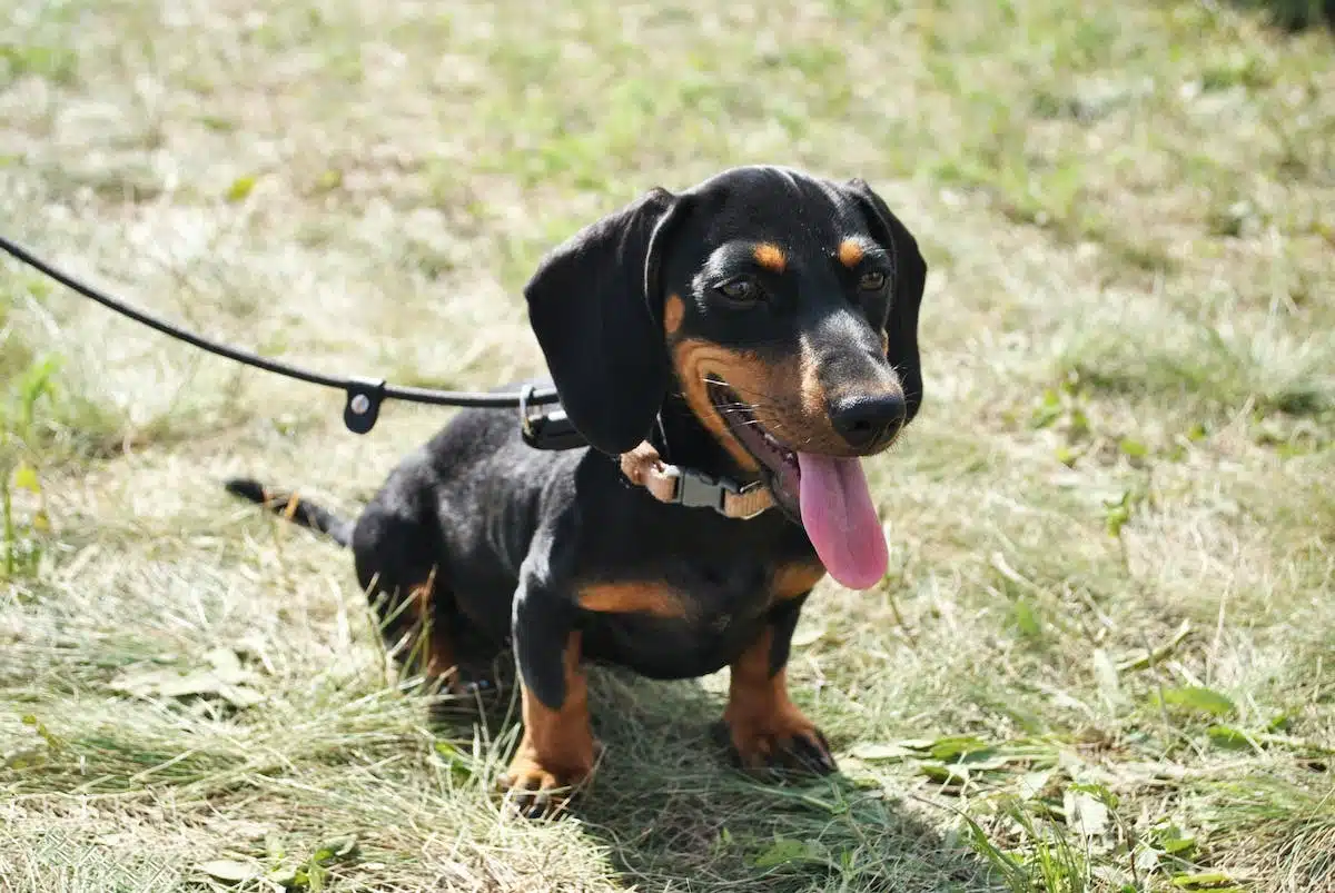 chien courant