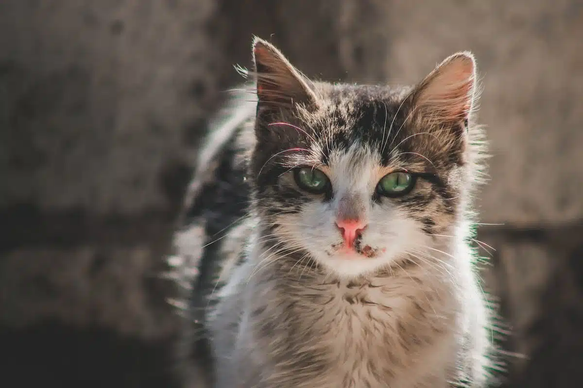 animaux  surprenants