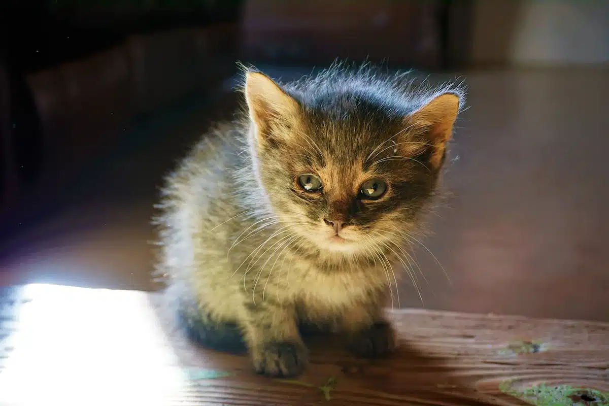 chaton  chat âgé