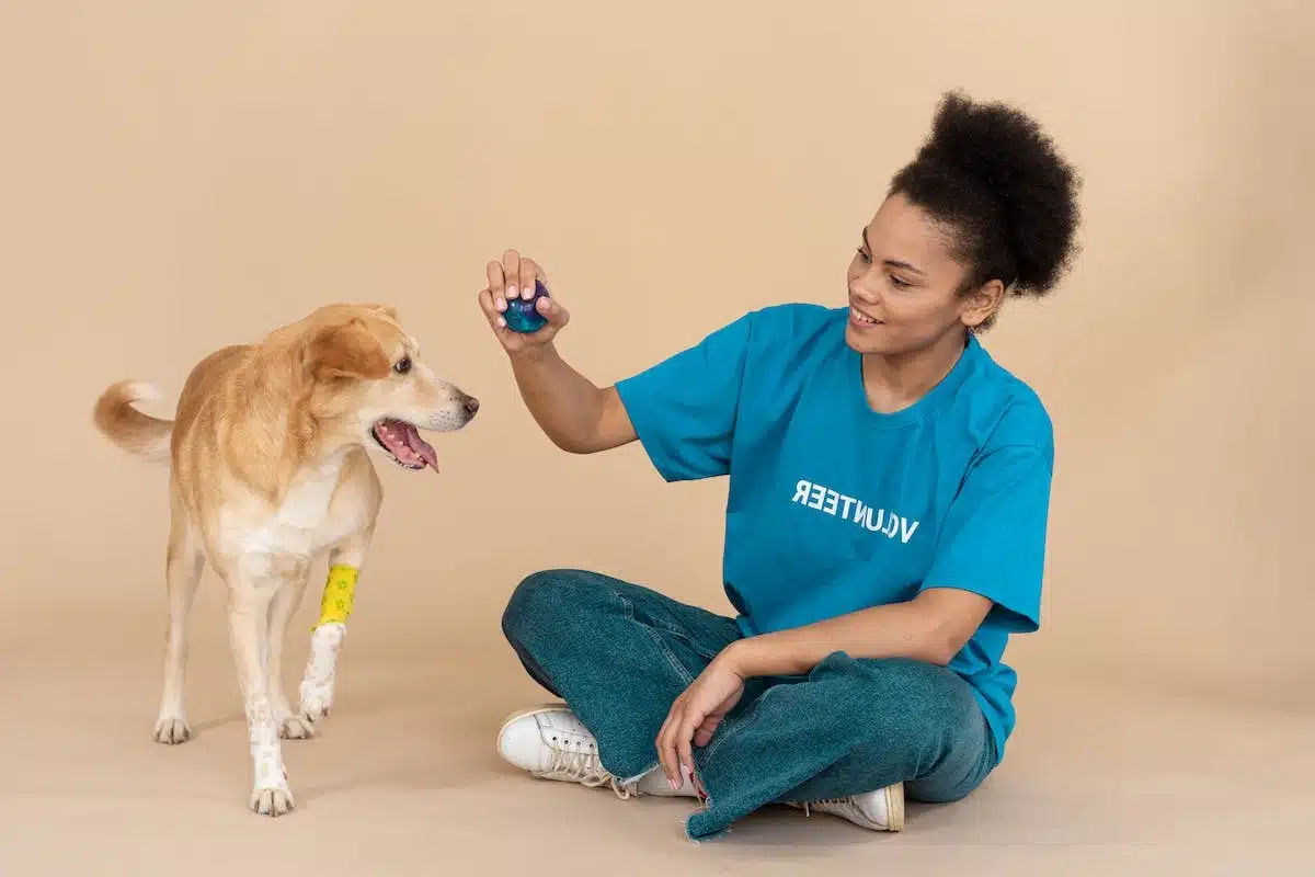 adoption chien