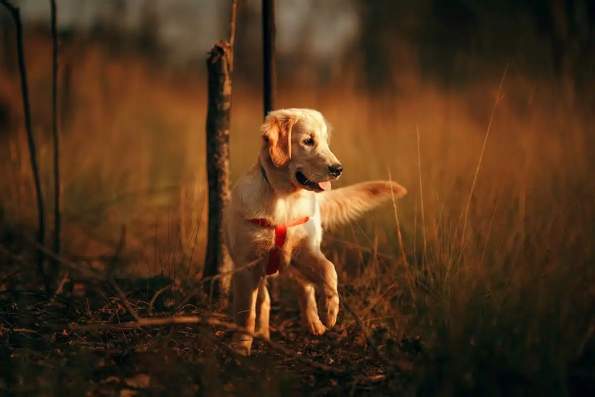 chien ludique