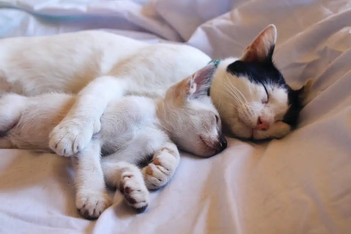 animaux dormant