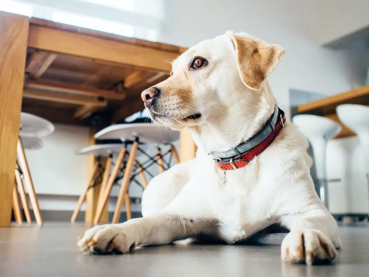 chiens-guides  animaux thérapie