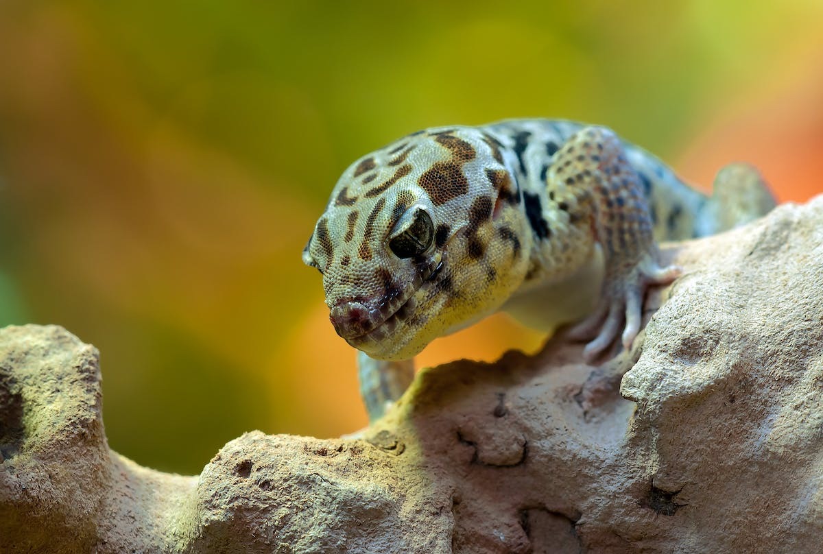 animal exotique