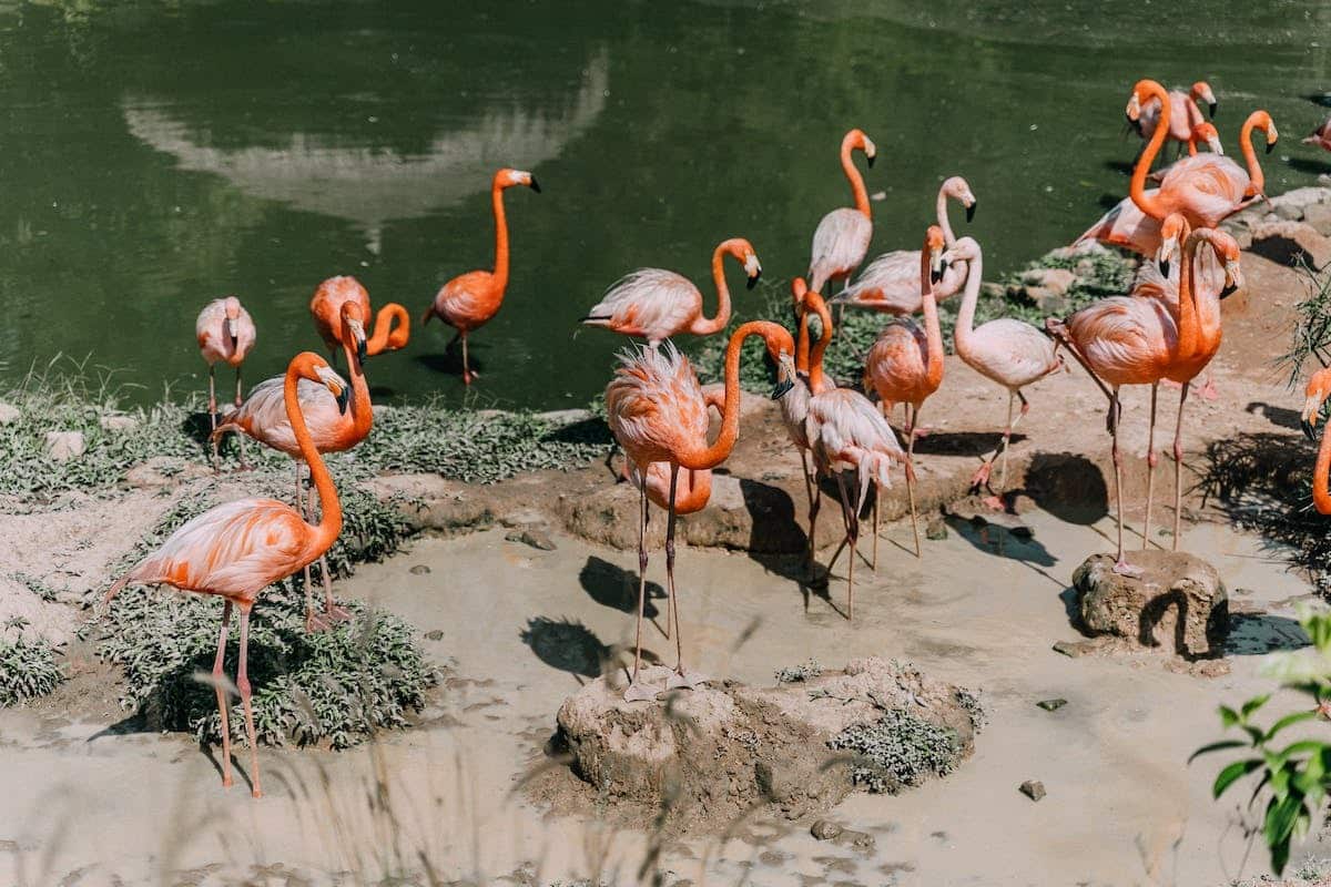 exotiques animaux