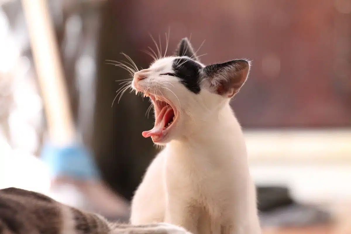 chat  maladie