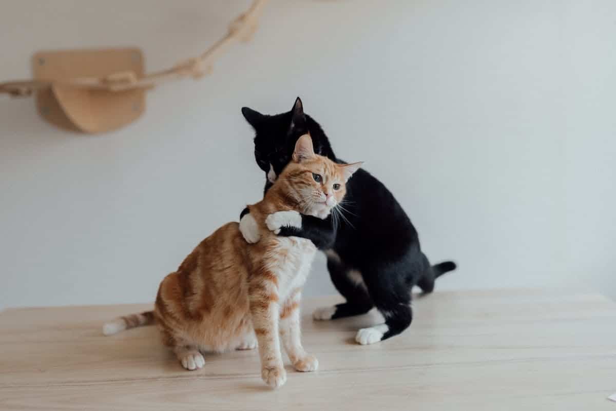 chat  thérapie