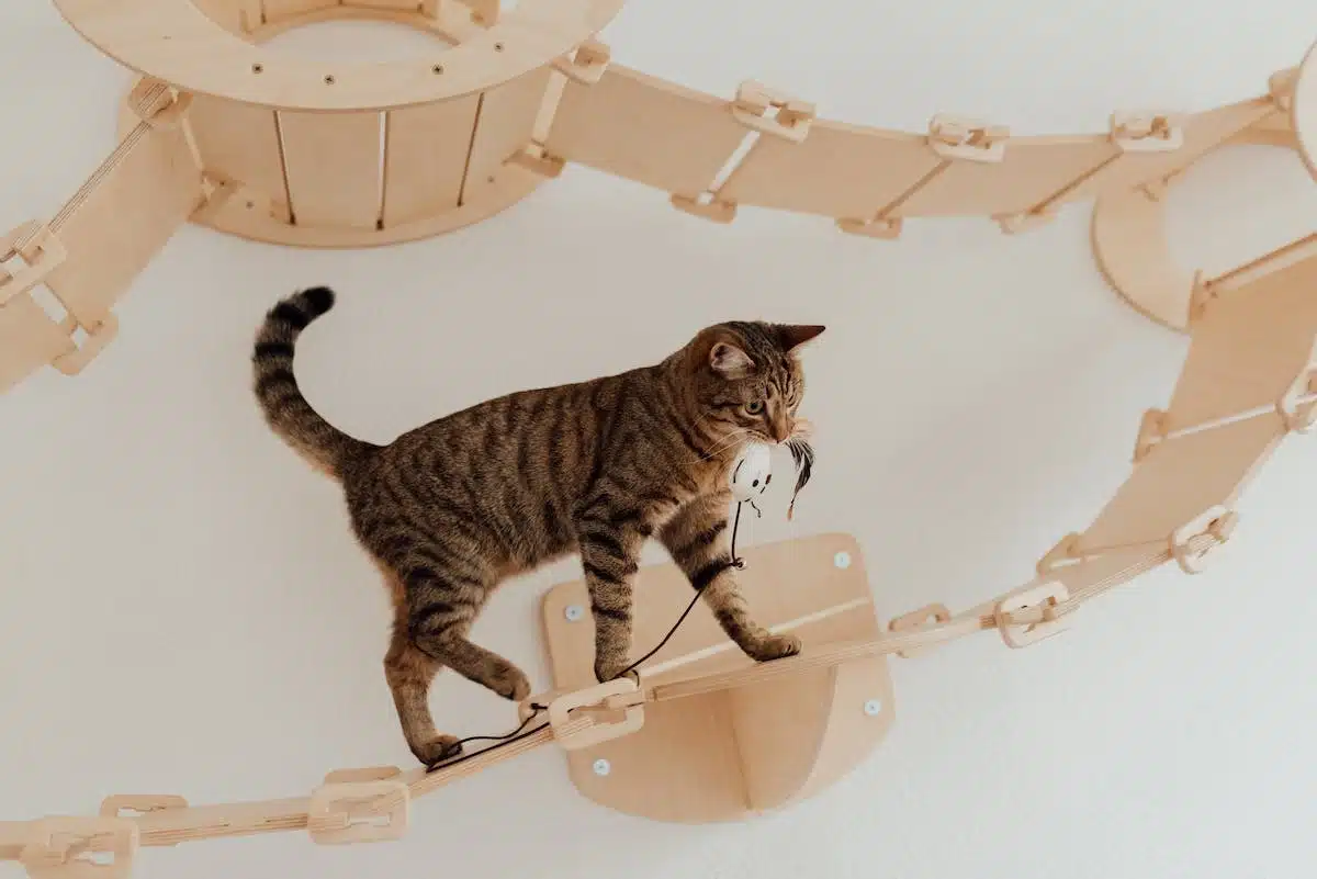 jouets chat