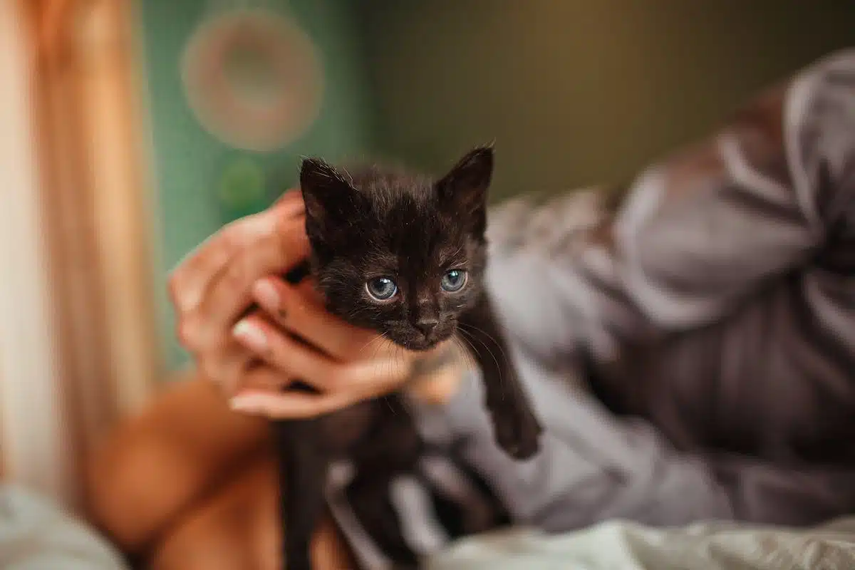 chaton  personnalité