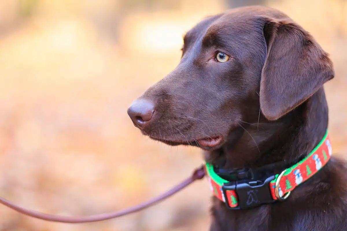 accessoires chiens