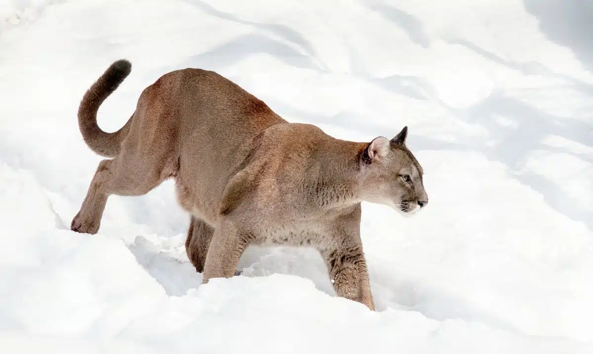 animaux scientifiques