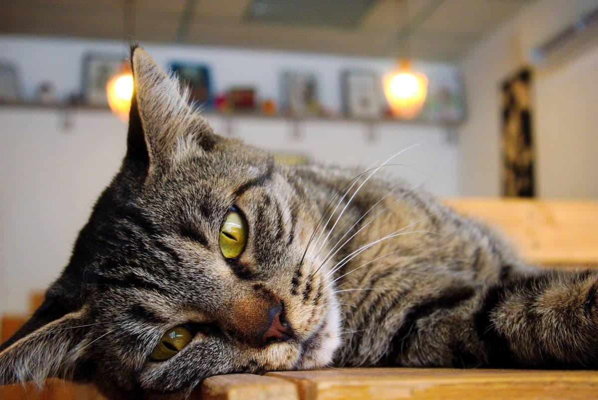 Détente et ronron thérapie au bar à chats de Lyon