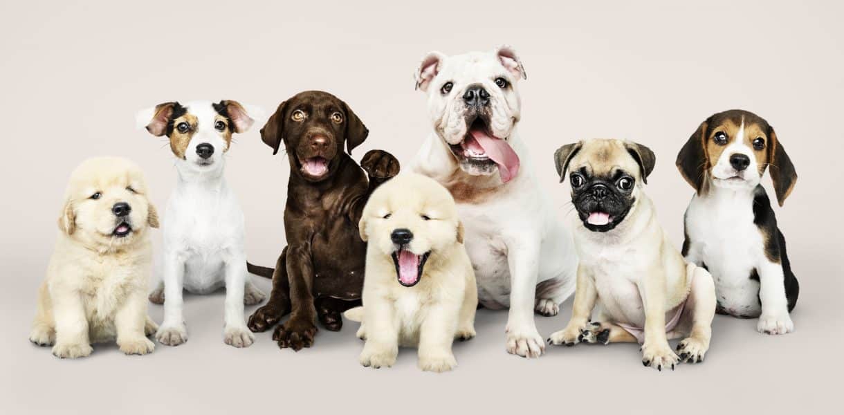 Quelle race de chien choisir pour son premier chien ? La Fibre Câline Quelle race de chien choisir pour son premier chien ? La Fibre Câline