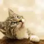 Assurer une bonne alimentation à son chaton : quelques conseils pratiques