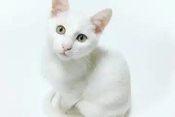 white cat