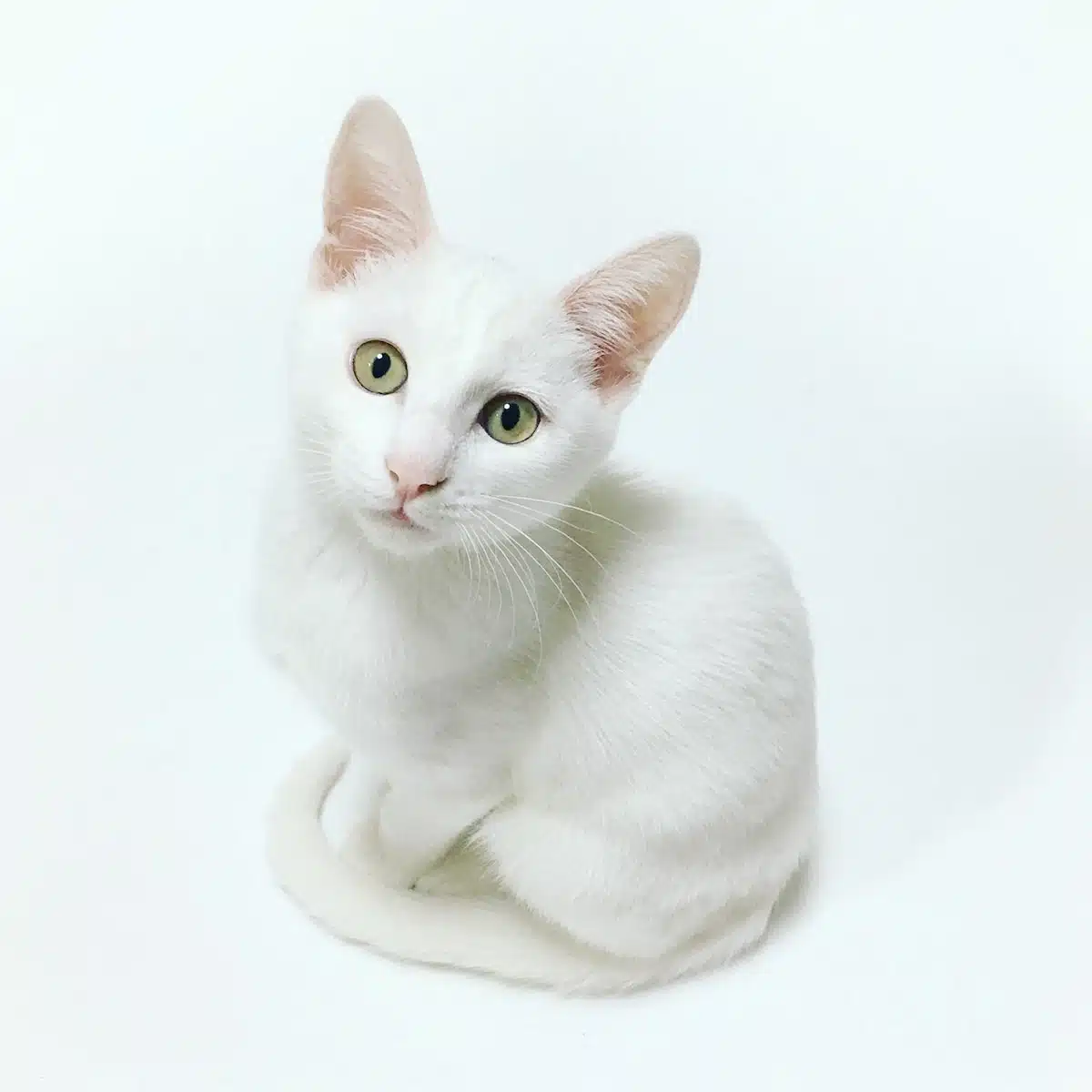 white cat