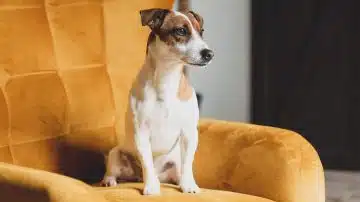 chien qui ne perd pas ses poils