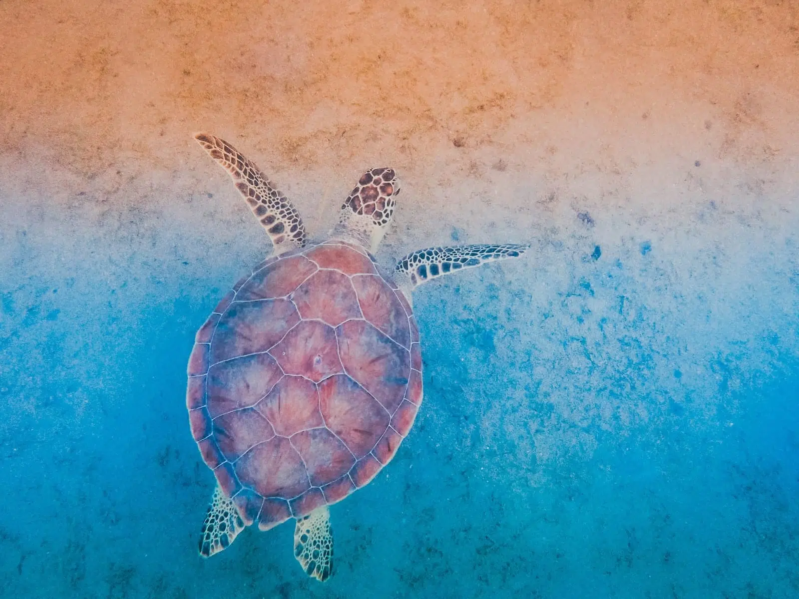 brown and black turtle on body of water