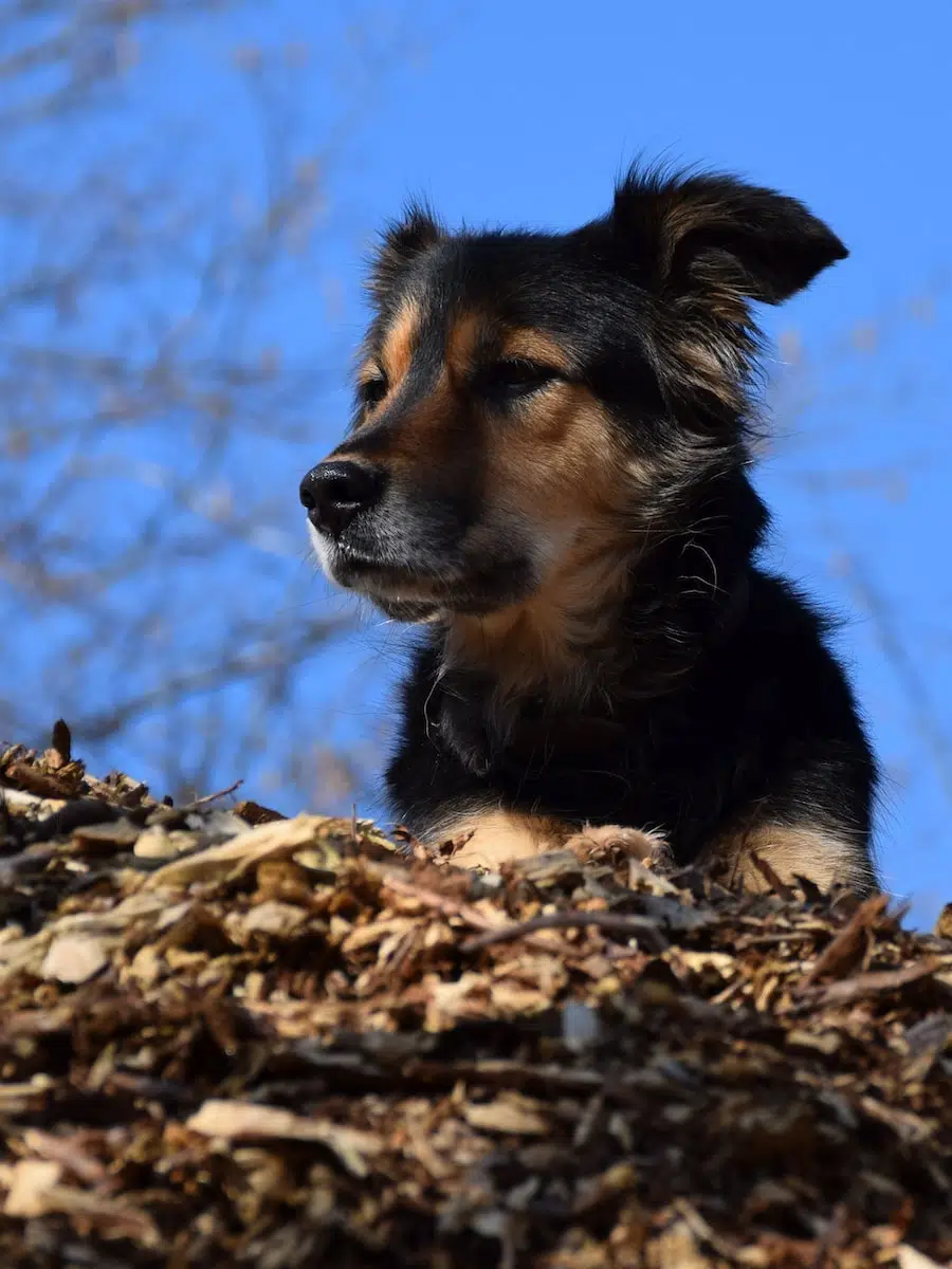 black and tan german shepherd on brown dried leaves during daytime