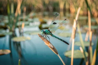Libellule bleu-vert posée sur un roseau au bord d'un étang, symbolisant un message angélique de transformation spirituelle