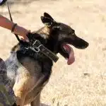Le monde des chiens de travail : les différentes professions canines et leur rôle dans notre société