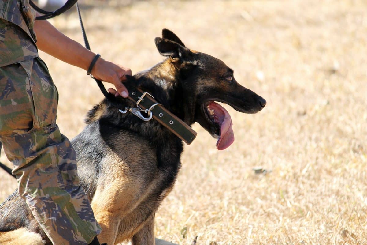 Le monde des chiens de travail : les différentes professions canines et leur rôle dans notre société