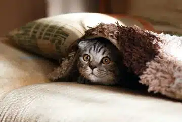 brown Scottish fold in brown thick-pile blanket