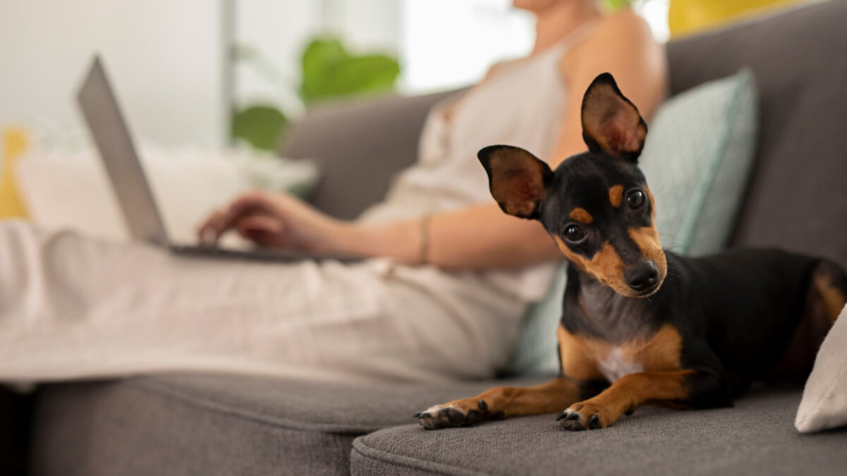 Partir en vacances sans angoisser pour son animal : le home-sitting, ça change tout