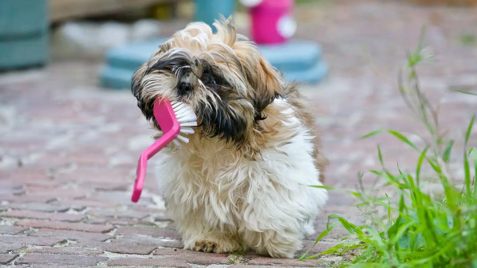 chien qui ne perd pas ses poils