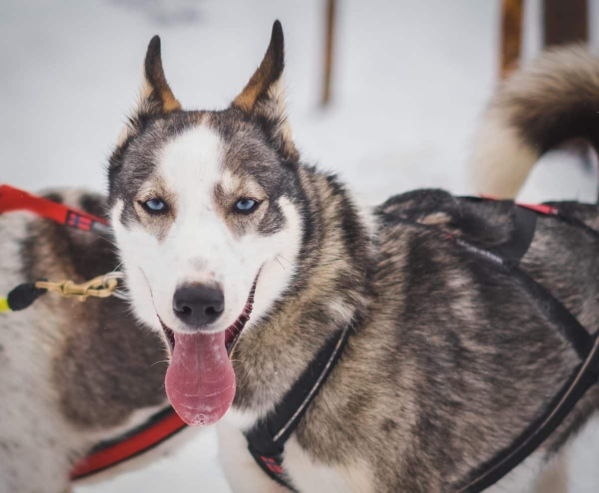 Le monde des chiens de travail : les différentes professions canines et leur rôle dans notre société