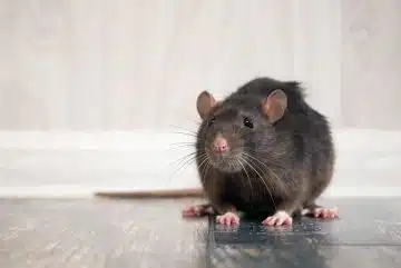 rat