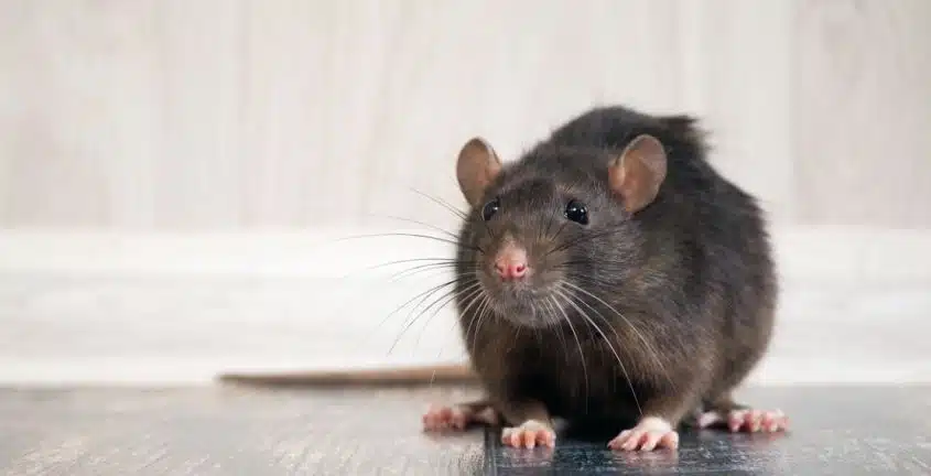 rat